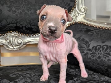 American hairless terrier · Upplands Väsby · AHT