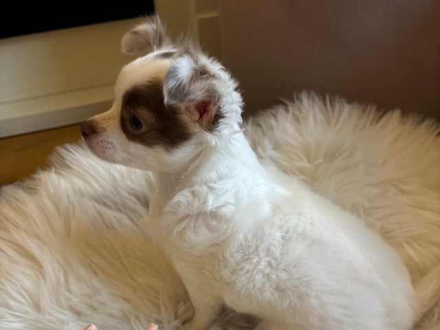 Chihuahua