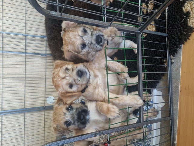 Irsk softcoated wheaten terrier