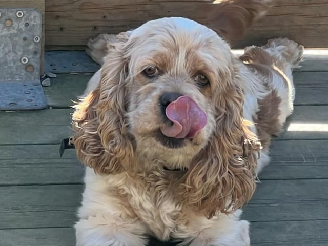 Amerikansk cocker spaniel