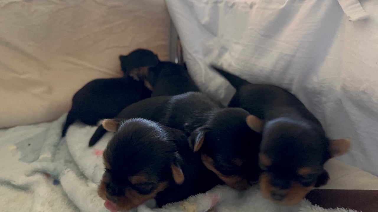 Sweet little Pollys