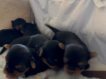 Sweet little Pollys
