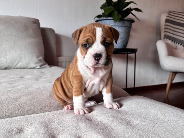 American staffordshire terrier