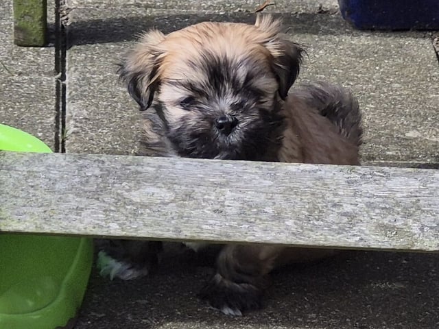 Lhasa apso