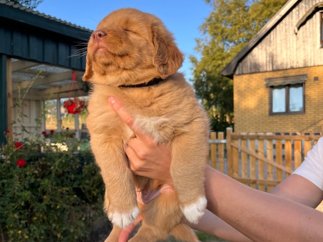 Nova Scotia Duck Tolling Retriever