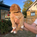 Nova Scotia Duck Tolling Retriever