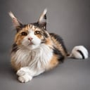 Mor: KCH S*Topzy Tail's TingeLing Bell