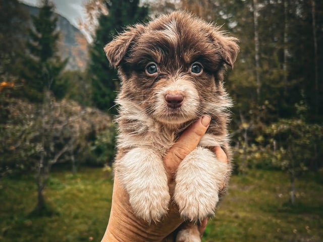 Australian shepherd