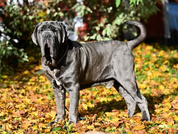 Mastino napoletano