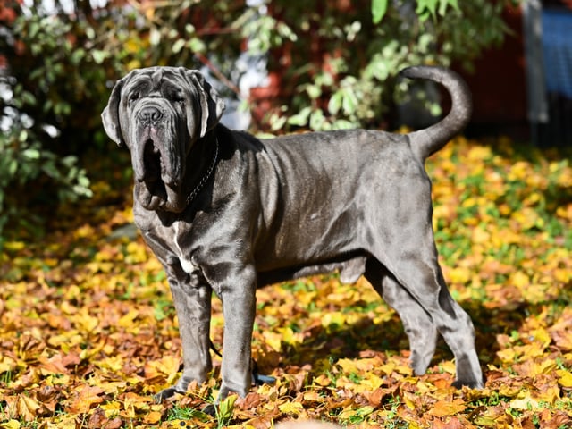 Mastino Napoletano