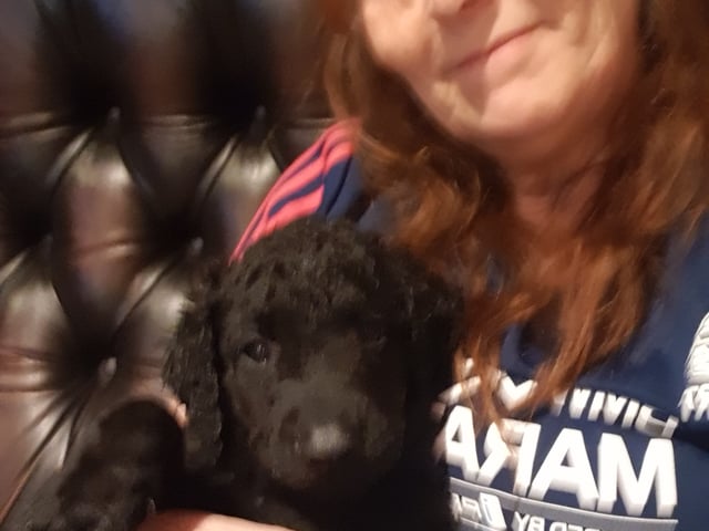 Curly coated retriever