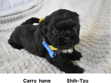 The merry shih-tzu family