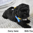 Shih Tzu