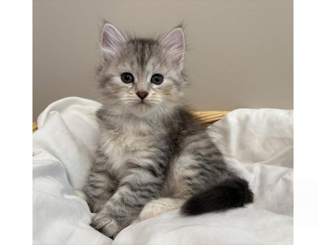 Sibirisk kat