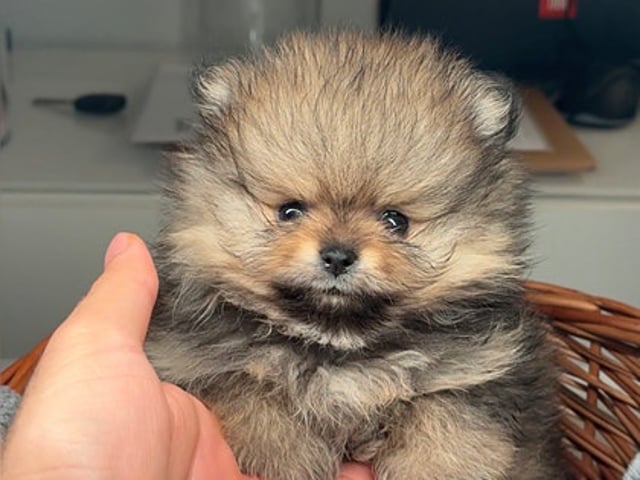 🐻 Två underbara Pomeranian Mini Teacup-valpar söker kärleksfulla hem! 🐾