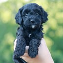 Bernedoodle