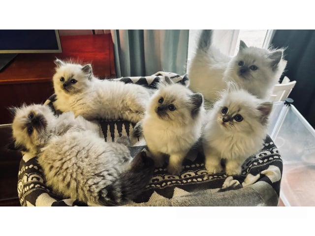 Sibirisk kat