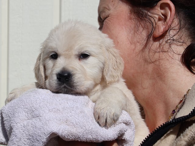 Golden retriever