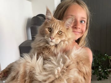 Maine Coon · Helgeroa · Rebecca A.