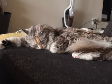 Maine Coon · Bjursås · Estelle W.
