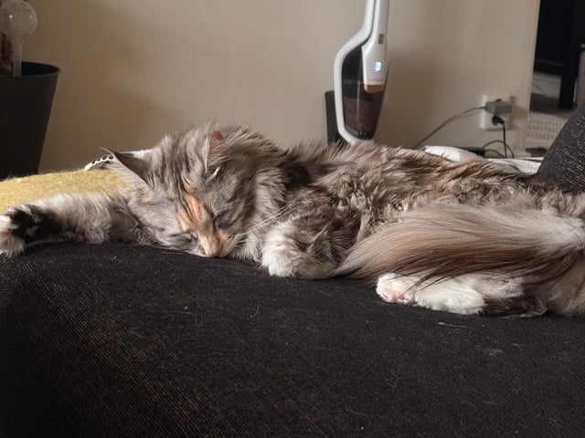 Maine Coon · Bjursås · Estelle W.
