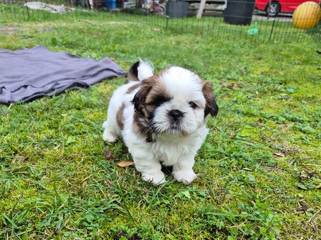 Shih Tzu