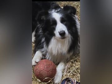 Border collie · Hjørungavåg · Tor Atle Valderhaug