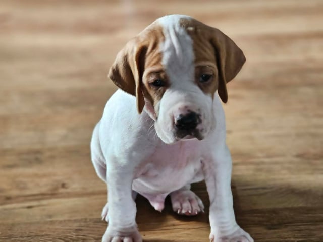 Pointer