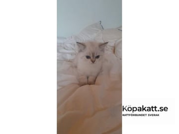 Britisk korthår · Bjärnum · SE*UlriPops