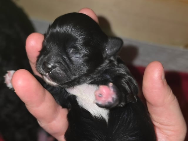 Shihpoo/Japanese chin · Idre · Sabina H.