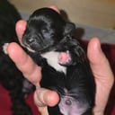 Shihpoo/Japanese chin