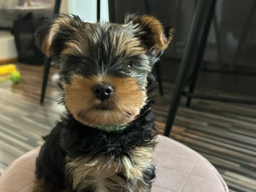 Mount Yorkie
