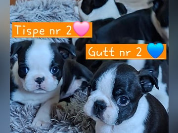 Bostonterrier · Porsgrunn · Cecilie K.