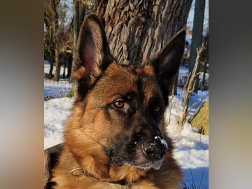 Schæferhund · Svedala · Åsa K.