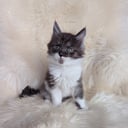 Maine Coon