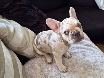 Fransk bulldog · Lilla Edet · Suzana K.