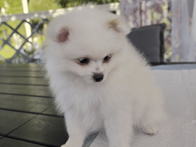 Pomeranian
