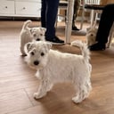 Dvärgschnauzer