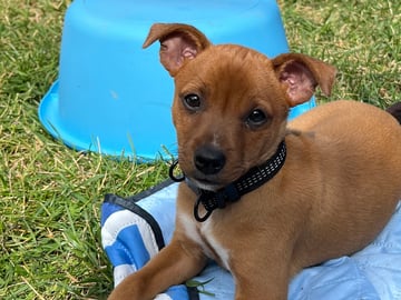 American Hairless Terrier · Älvsjö · Kennel Atrichos