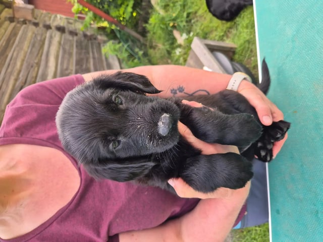 Flatcoated retriever