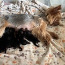 Yorkshire terrier