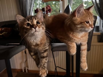 Sibirisk katt · Årsunda · William A.