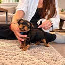Yorkshire terrier