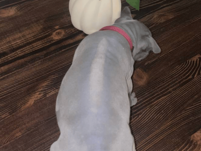 Thai ridgeback dog