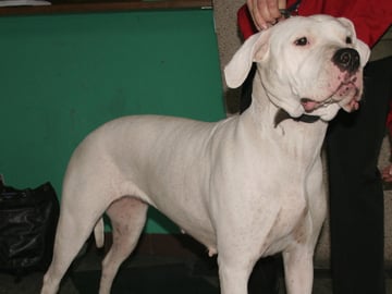 Dogo argentino