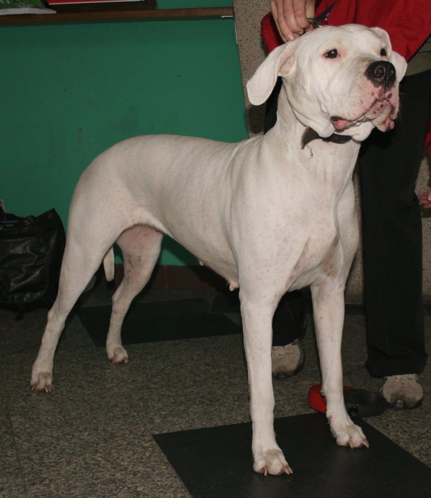 Dogo argentino