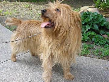Australisk terrier