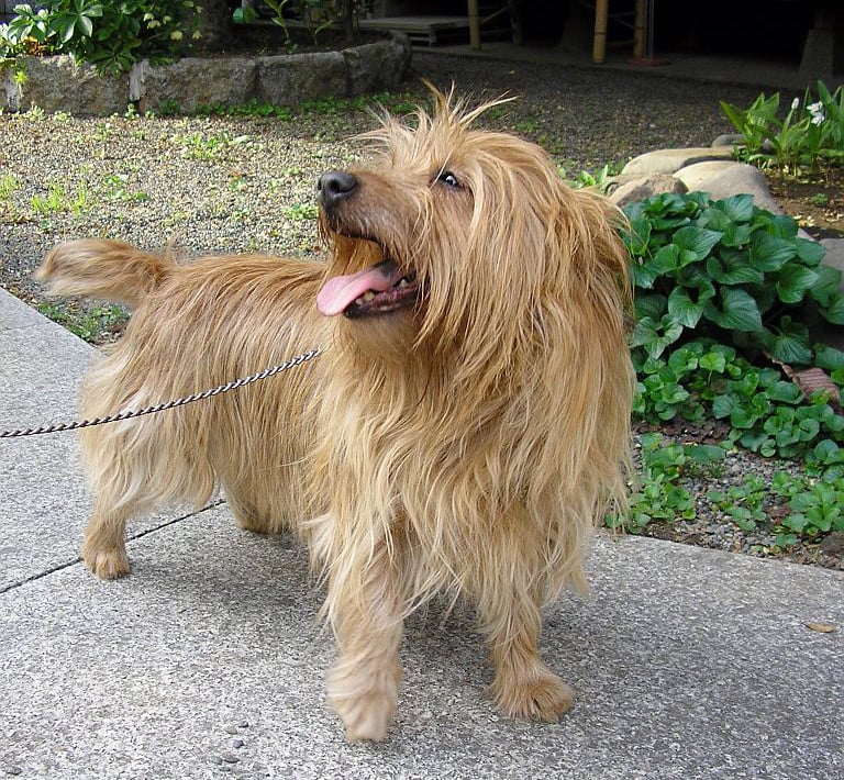 Australsk terrier