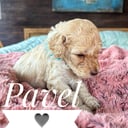 Mulltigenerations Labradoodle