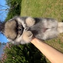 Pomeranian
